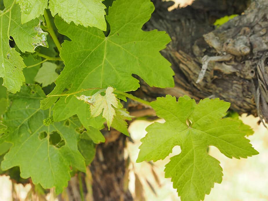 Wine Leaves